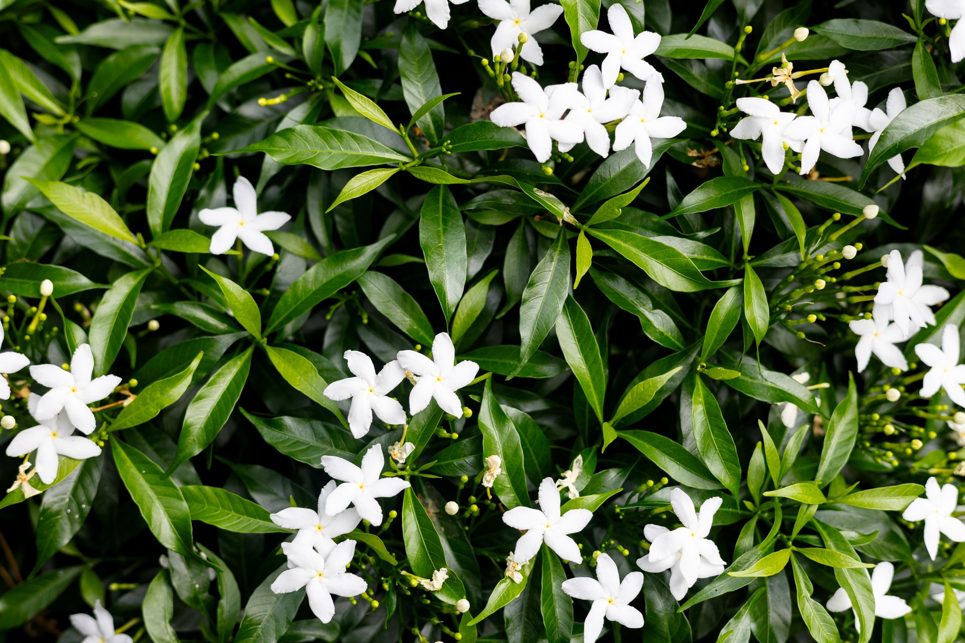 Little White Flower Plant In Garden